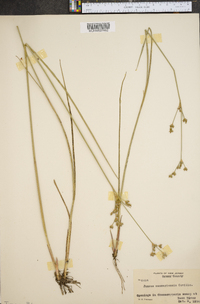 Juncus caesariensis image