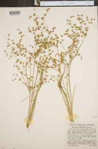 Juncus diffusissimus image