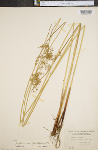 Juncus effusus var. pylaei image