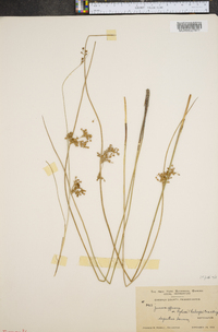 Juncus effusus var. pylaei image