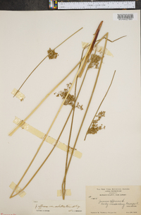 Juncus effusus var. solutus image