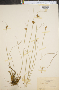 Juncus greenei image