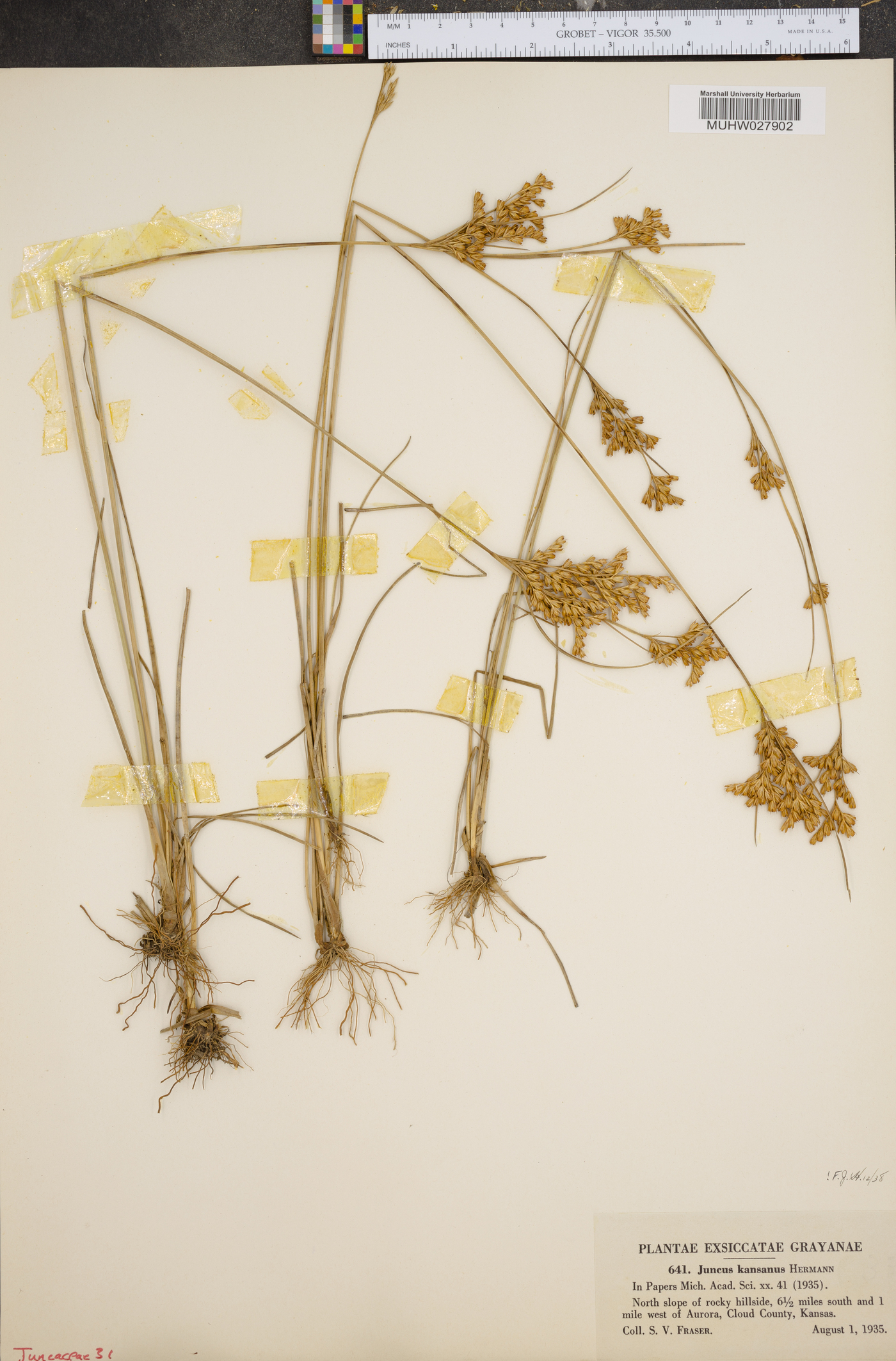 Juncus brachyphyllus image