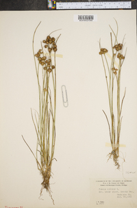 Juncus nodosus image