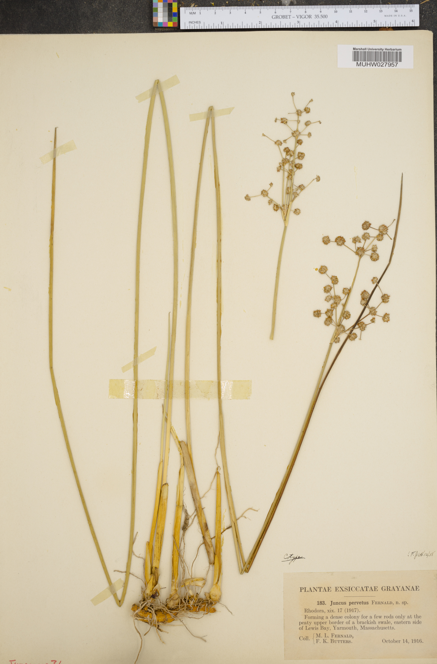 Juncus pervetus image