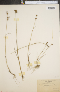 Juncus scirpoides image