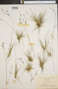 Juncus secundus image