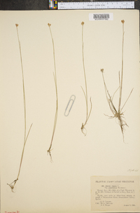 Juncus stygius var. americanus image