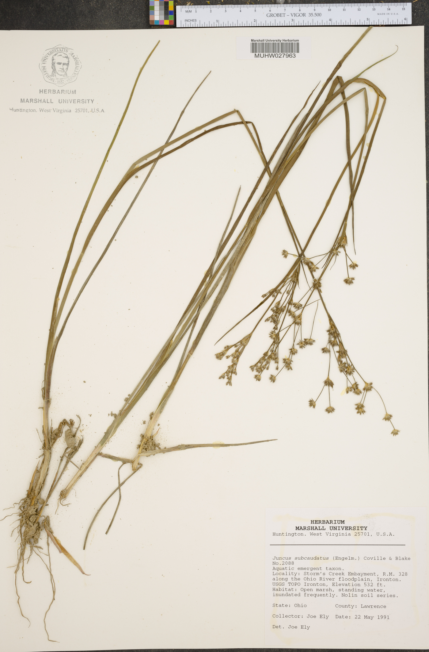 Juncus subcaudatus image