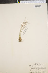 Juncus trifidus image