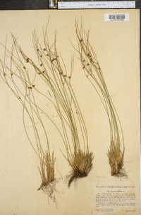 Juncus trifidus image