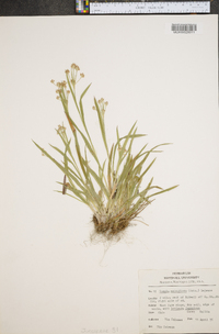 Luzula multiflora image