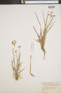 Luzula multiflora var. bulbosa image