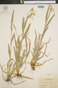 Luzula parviflora image