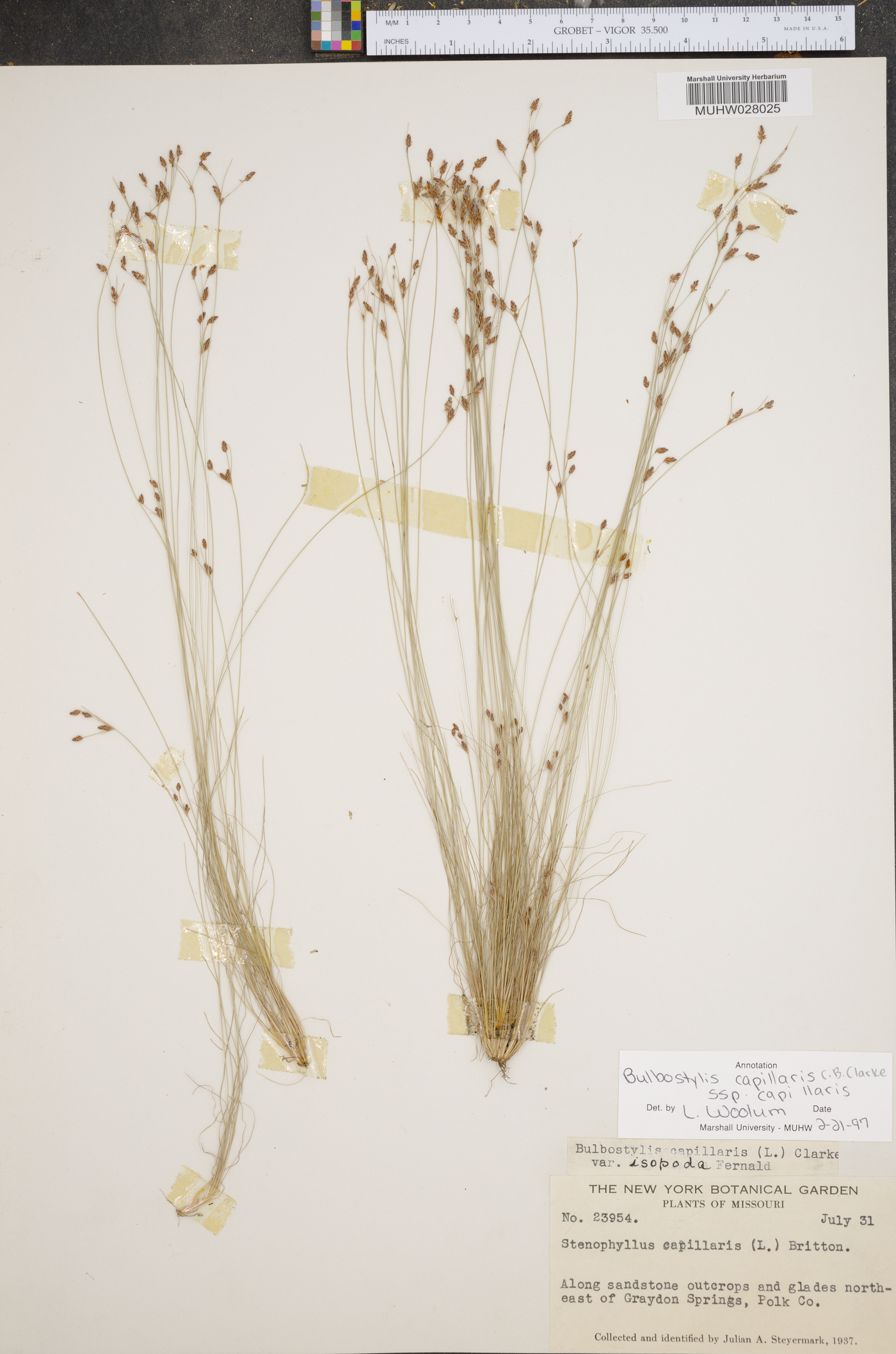 Bulbostylis capillaris subsp. capillaris image
