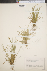 Carex durifolia image