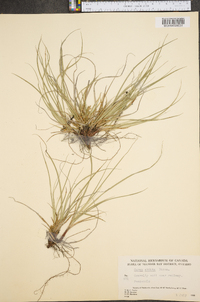 Carex abdita image