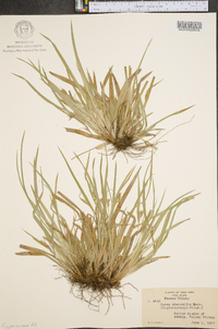 Carex abscondita image