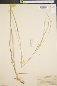 Carex aestivalis image