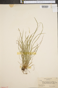 Carex aestivalis image