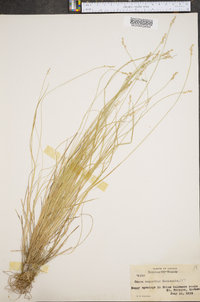 Carex angustior image