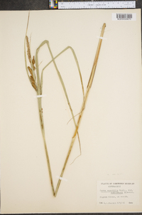 Carex aquatilis var. substricta image
