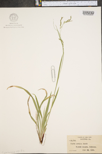 Carex arctata image