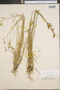 Carex argyrantha image