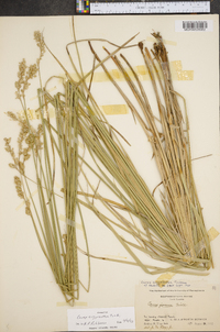 Carex argyrantha image