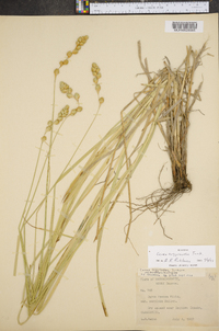 Carex argyrantha image