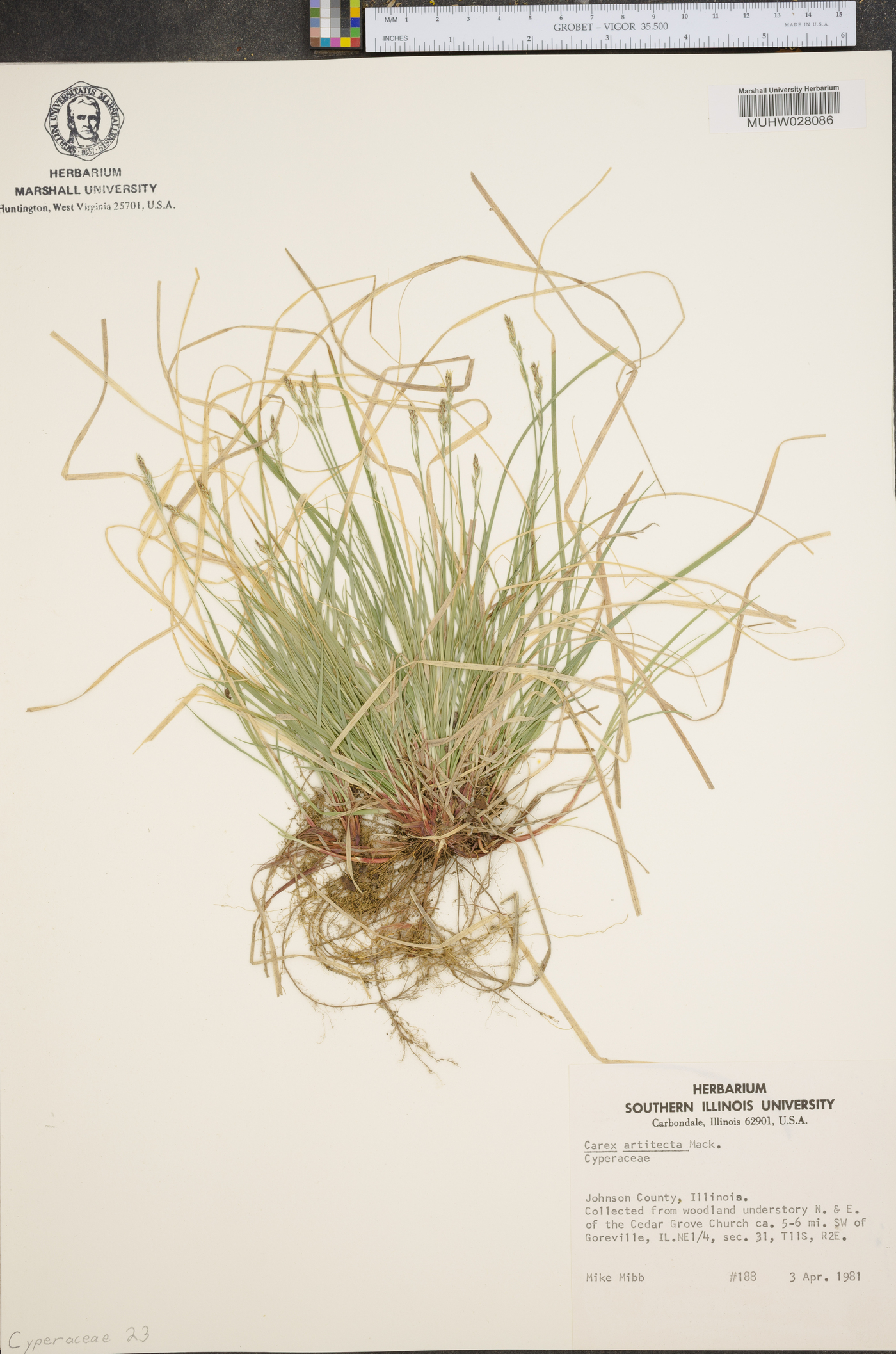 Carex artitecta image