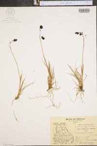 Carex atrofusca image