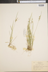 Carex aurea image