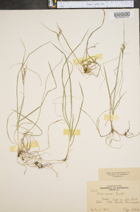 Carex aurea image