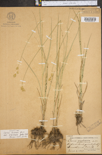 Carex bicknellii image