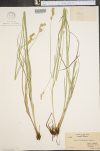 Carex bicknellii image