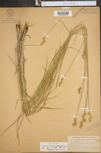 Carex brevior image