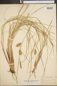 Carex bullata image