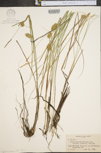 Carex bullata image