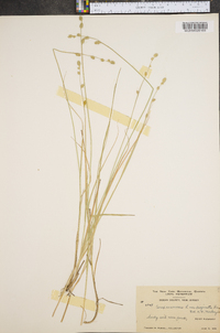 Carex canescens var. disjuncta image