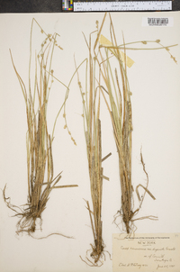 Carex canescens var. disjuncta image