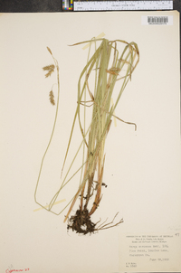 Carex castanea image