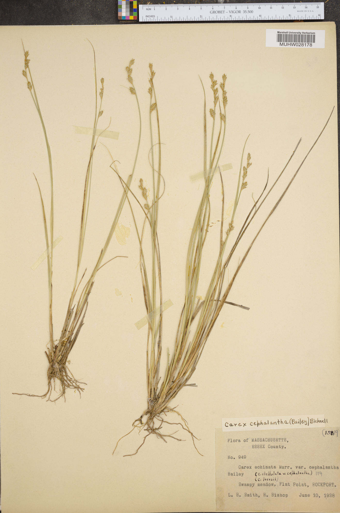 Carex cephalantha image