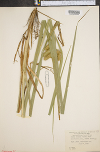 Carex comosa image