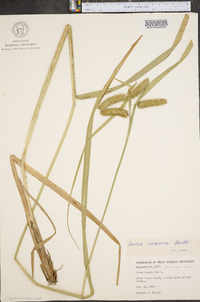 Carex comosa image