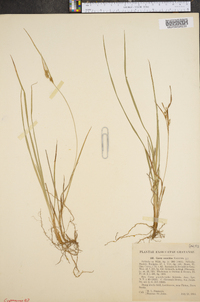 Carex conoidea image