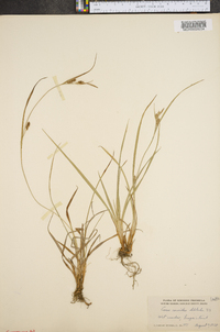 Carex conoidea image