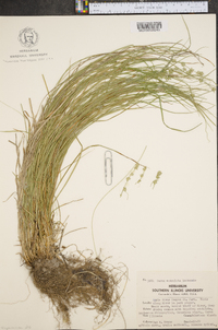 Carex convoluta image