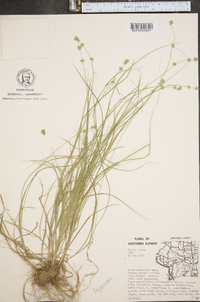 Carex convoluta image