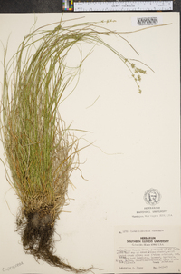 Carex convoluta image